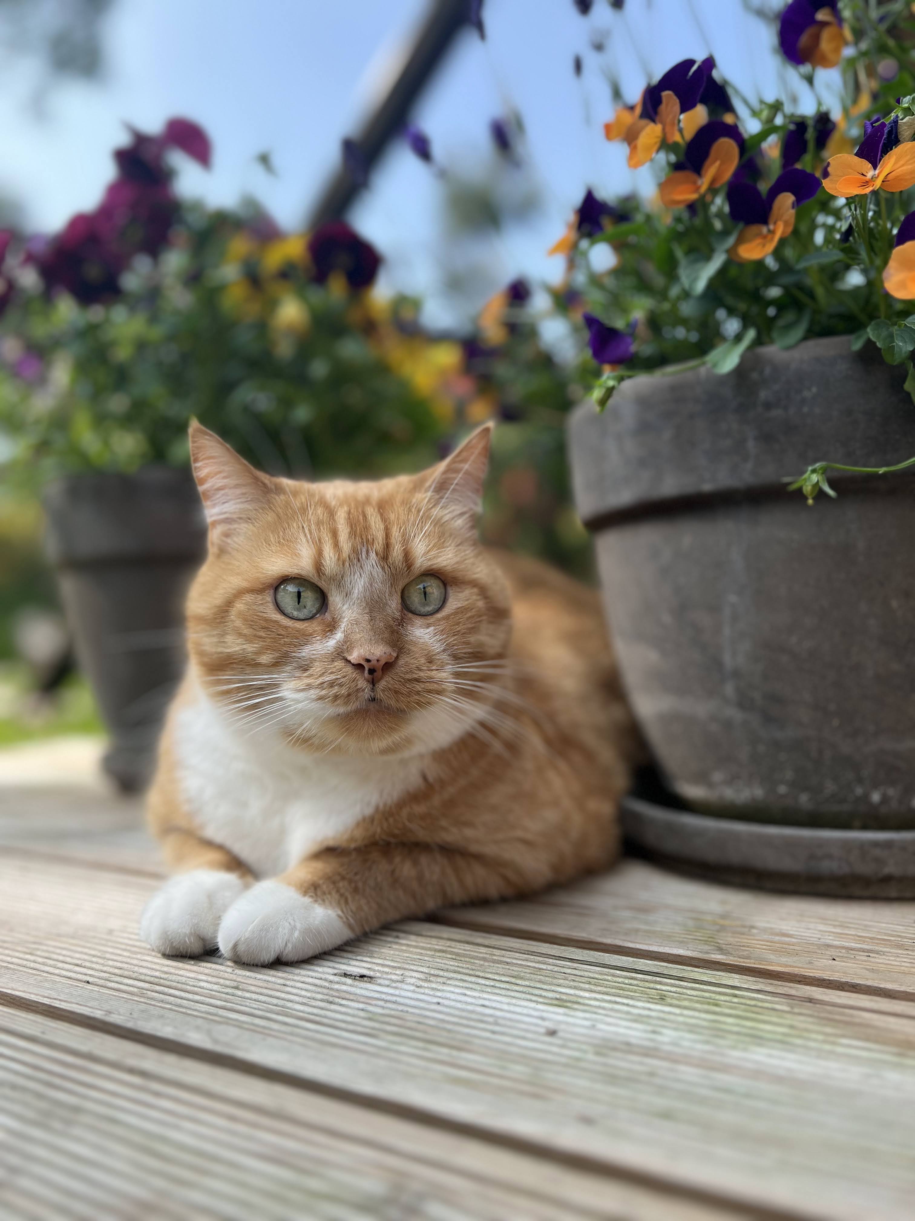 Beautiful orange tabby cat with white paws sitting next to colorful flower pots